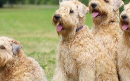 Choosing the best dog breed and breeder for you