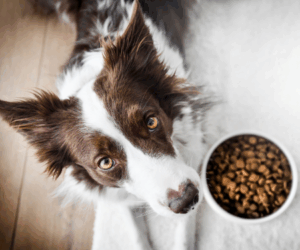 Help Your Dog or Cat Mourn the Loss of Another Pet