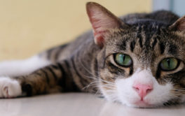 Depressed pets will always appreciate a new adopted friend