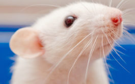 Being intelligent and docile, a pet rat can be an excellent first pet