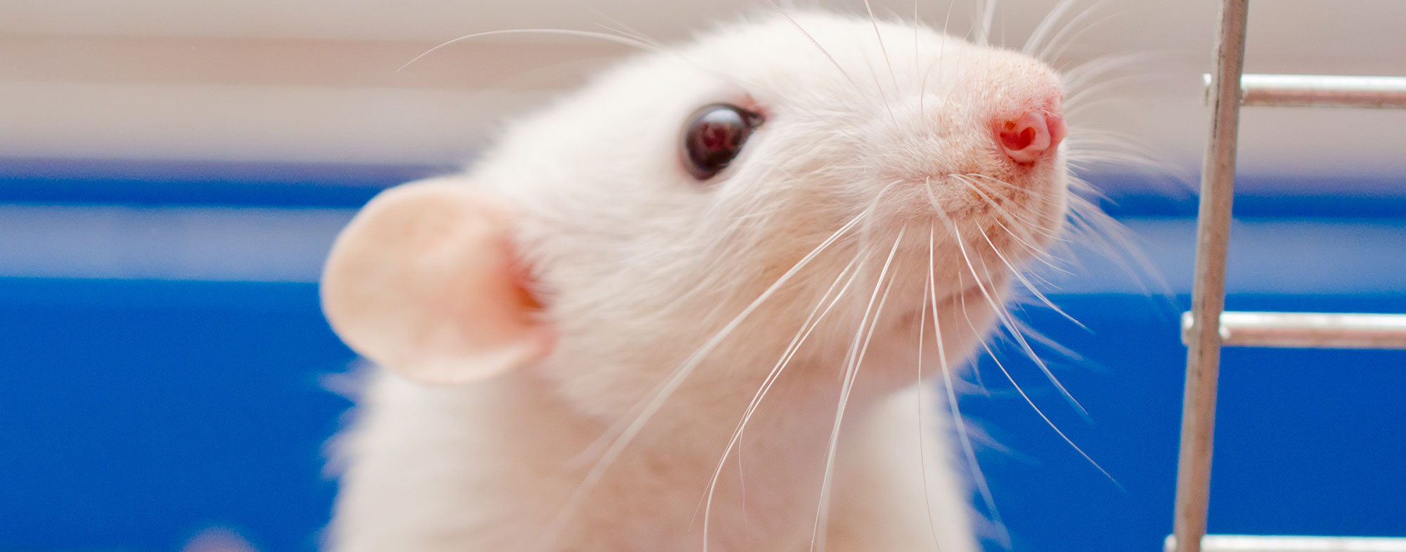 Being intelligent and docile, a pet rat can be an excellent first pet