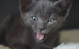 Stop your cat from meowing in the morning by rewarding silence