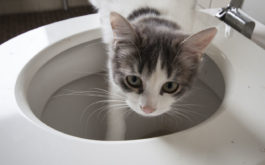 How to Train a Cat to Use the Toilet - Cat with paw in toilet