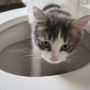 A toilet-trained cat isn't a fantasy, if you wean them slowly