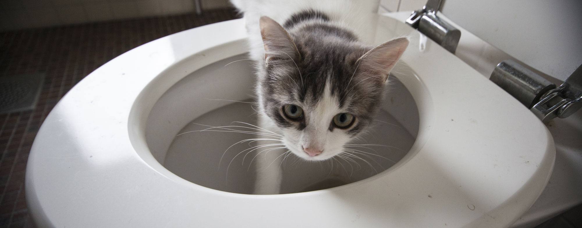 Should you flush animal waste down the toilet