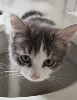 How to Train a Cat to Use the Toilet - Cat with paw in toilet