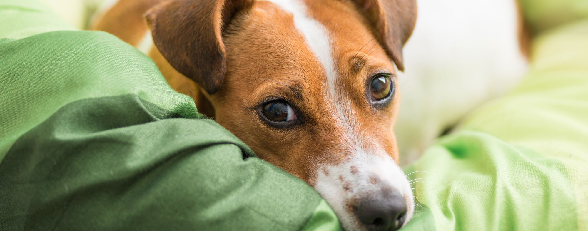 Washing and vacuuming is how you can clean your dog's bed