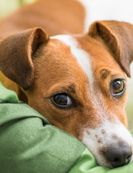 Animal fur can accumulate in your home, unless you clean