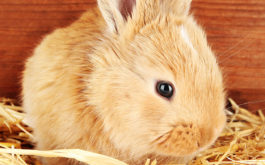 A supply of fresh produce is what you should feed a rabbit