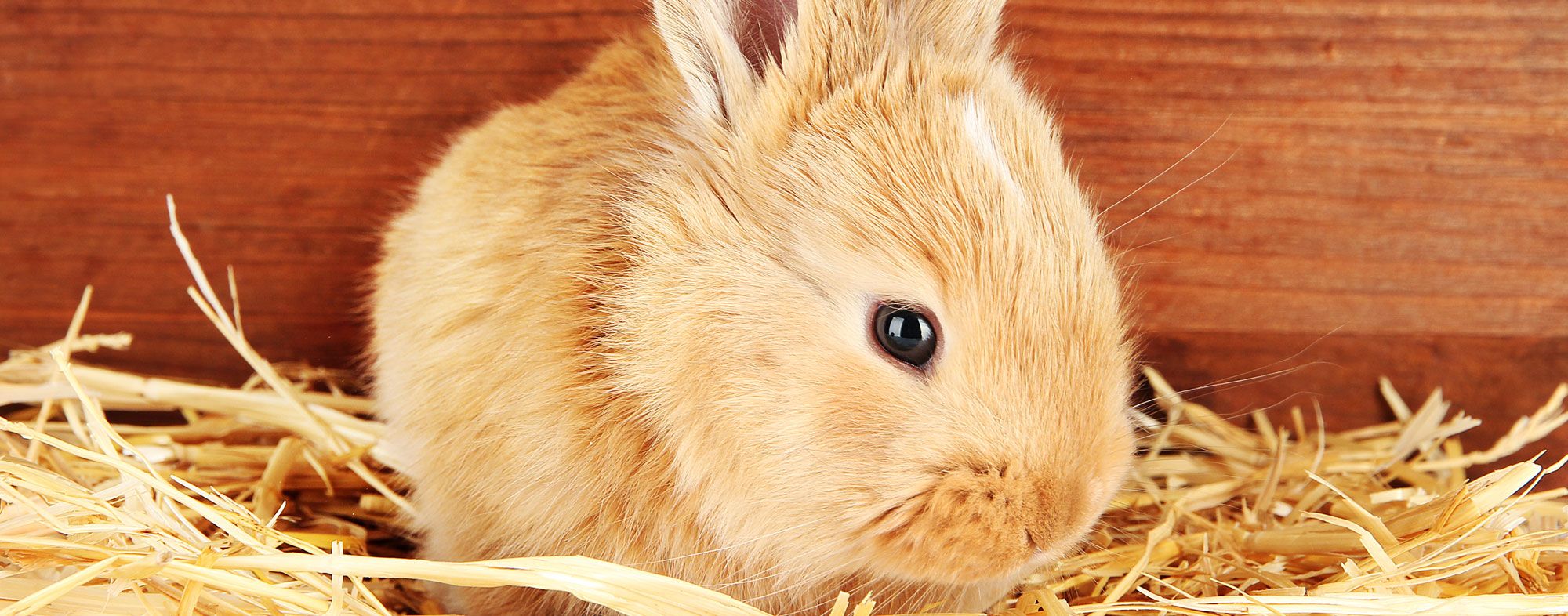 A supply of fresh produce is what you should feed a rabbit