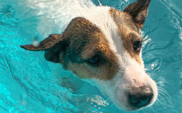 Swimming in the pool is perfect for dogs in hot weather