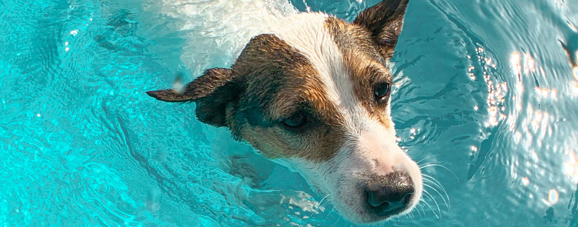 Swimming in the pool is perfect for dogs in hot weather