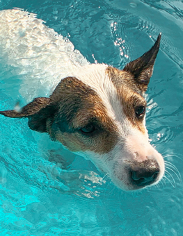 Keep your dog cooled in a swimming pool this summer