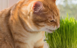 Catnip's an all-natural and non-toxic treat for your pet