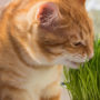 What does catnip do for cats besides excite and relax them?