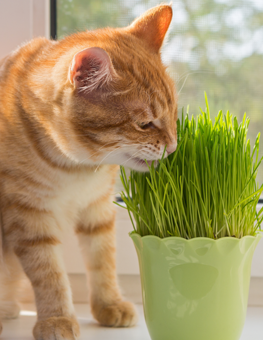 Nepetalactone is what is inside catnip that gives cats a kick