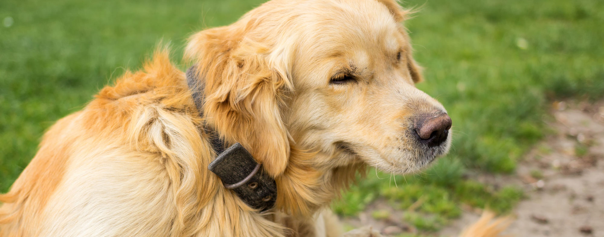 Symptoms of allergies in dogs include sneezing, as in humans