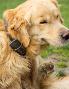 Dogs with allergies will show symptoms, by coughing or sneezing