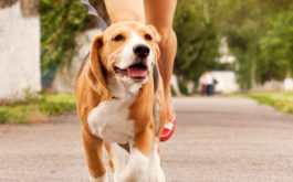 You can partake in fun activities with your dog, like jogging