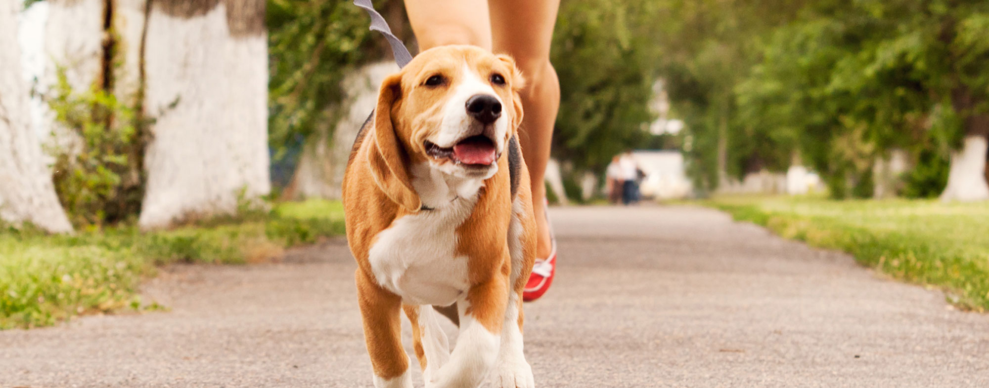 You can partake in fun activities with your dog, like jogging