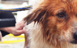 After leaving a dog grooming, your pooch will look fabulous