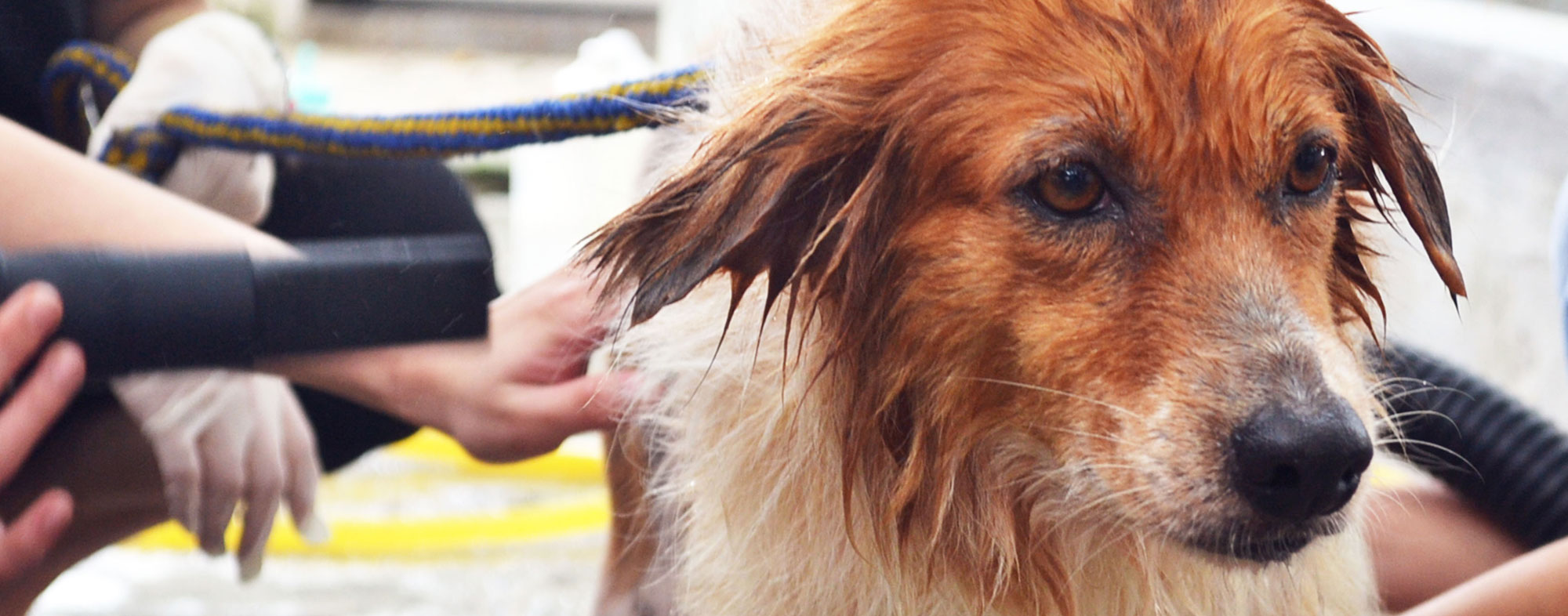 DIY Delicious Dog Biscuits Using Seasonal Ingredients Hartz