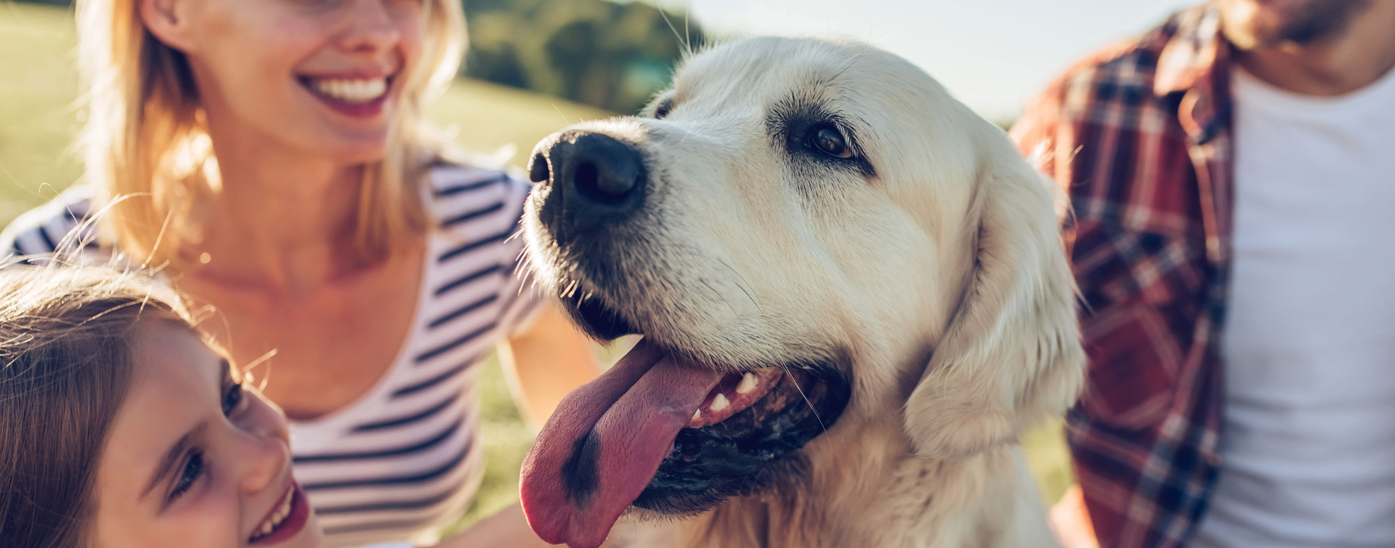 Choosing a family dog 2025