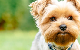 Being a small dog owner means respecting their size