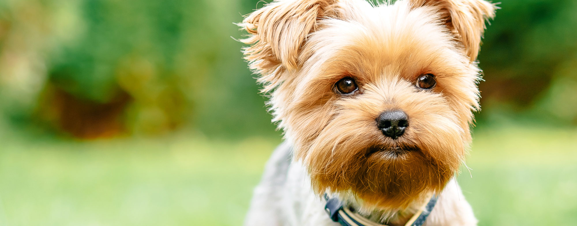 Five things all small dog owners should know | Hartz