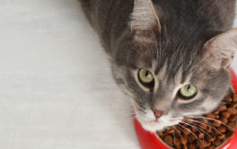 An all-natural diet will keep your cat at a healthy weight