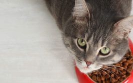 An all-natural diet will keep your cat at a healthy weight