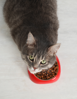 Minimize treats to keep down the average weight of your cat