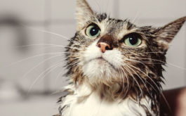 A flea and tick shampoo will rid your cat of pests in one wash