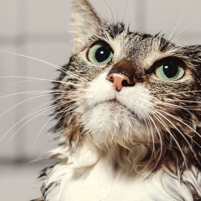 How to Tell if Your Pet Cat has Been Spayed or Neutered Hartz