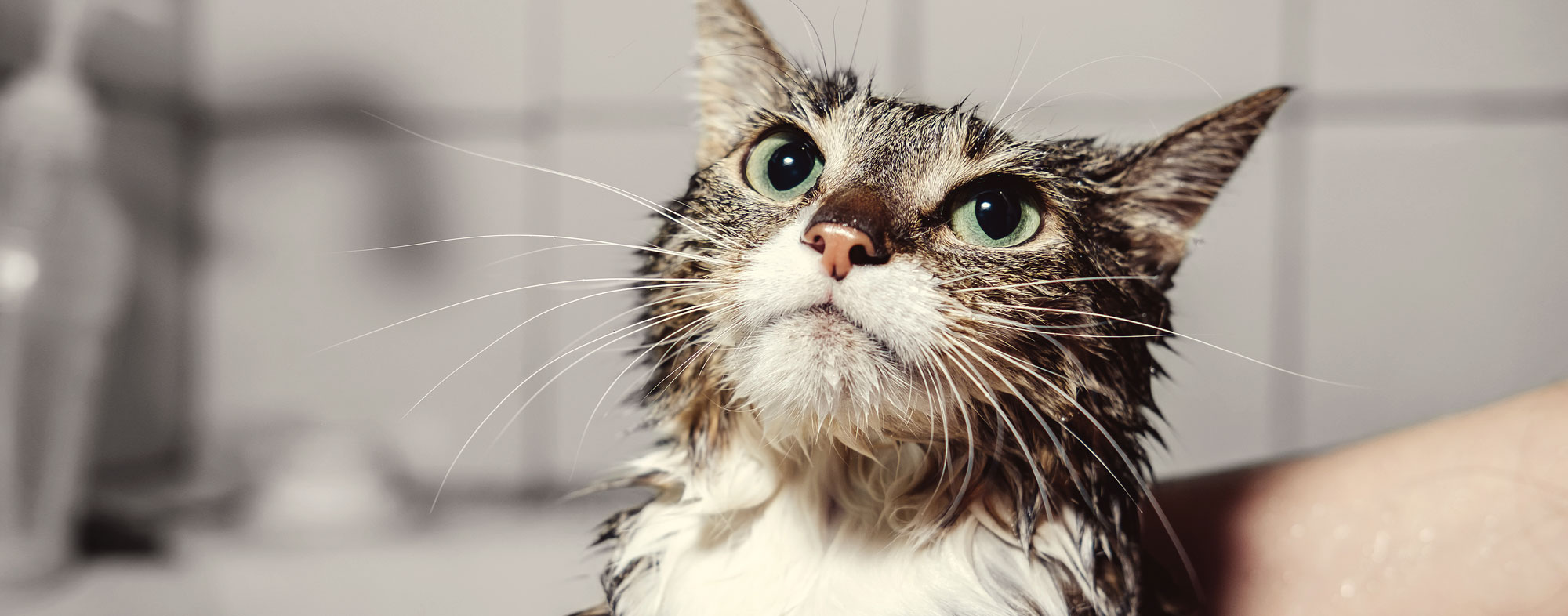 cat flea bath services