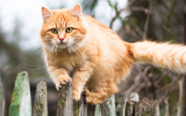 A majority of vets recommend against outdoor cats in general