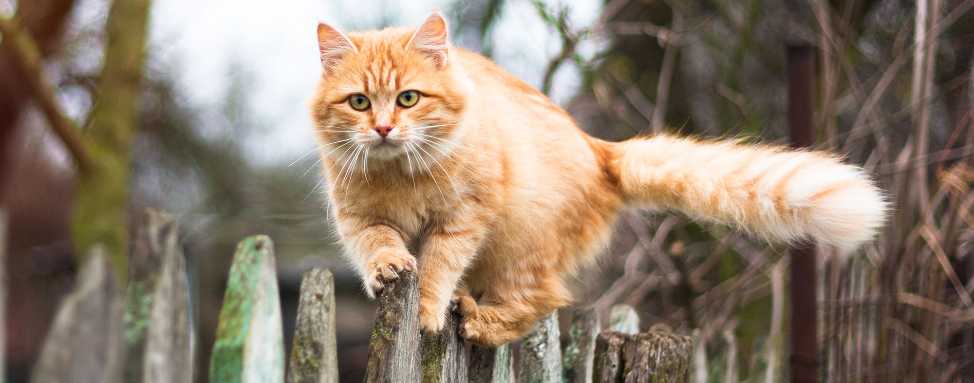 A majority of vets recommend against outdoor cats in general