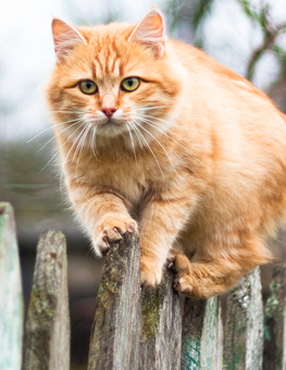 Pests run rampant, endangering outdoor cats who venture