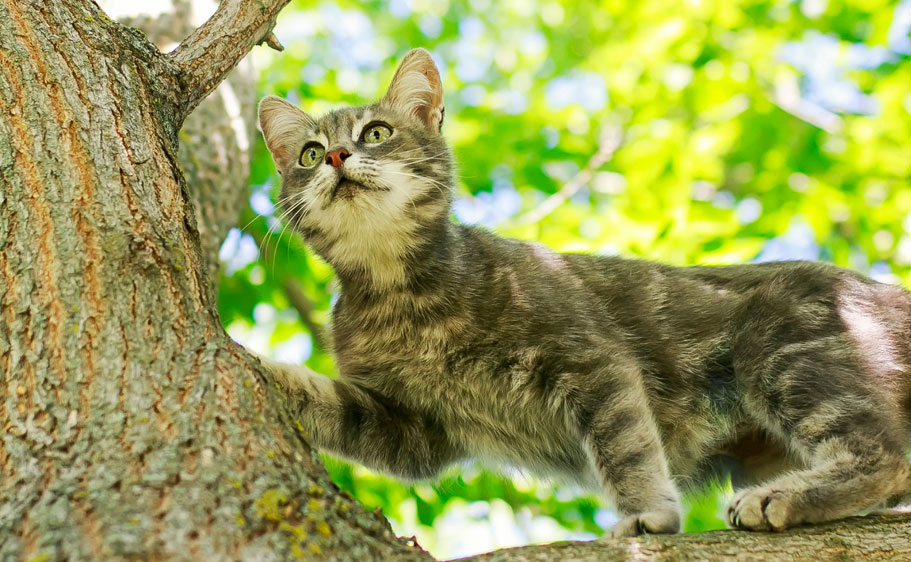 Cat playing outdoors in a tree