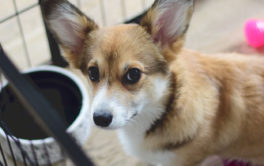 A crate is how you can easily house train your puppy
