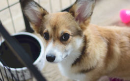 A crate is how you can easily house train your puppy