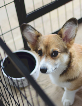 Using time-outs is how you can crate train your puppy