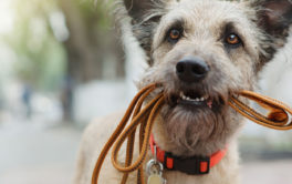 Make dogsitting fun for you and your four legged friend