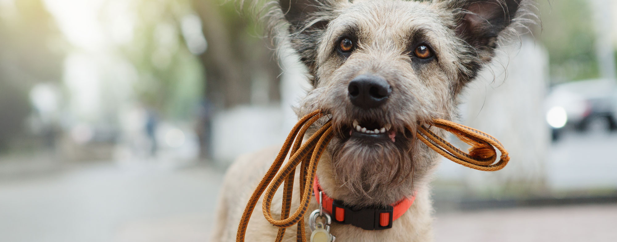 Make dogsitting fun for you and your four legged friend