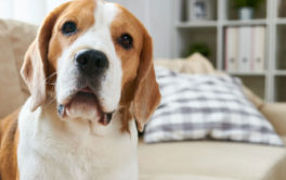 Apartment dogs should be stable and happy, and not too large