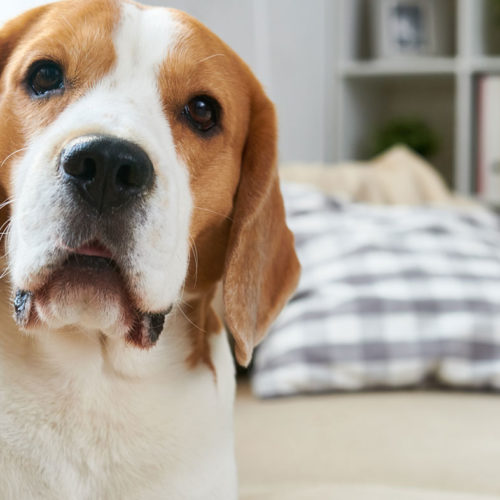 Choosing a New Dog Hartz