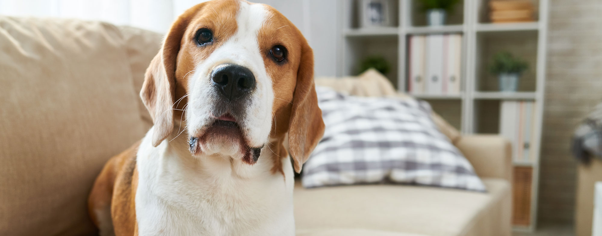 Basset hound in sales apartment