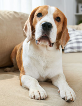 The right apartment for a dog includes a friendly landlord