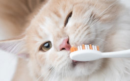 A special chicken paste makes cleaning your cat's teeth easy