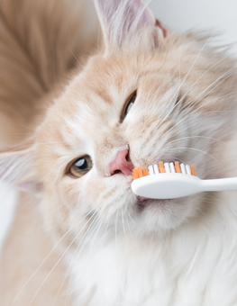 Dental care for your cat's imperative, so don't neglect them